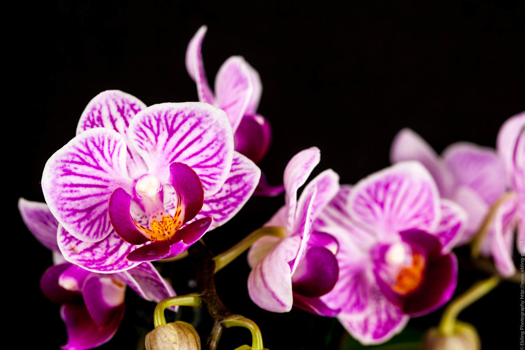 Orchid