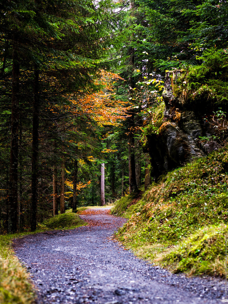 Path in the woods